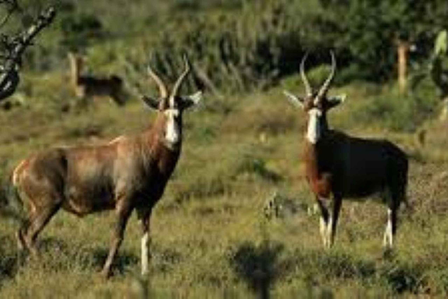 Dagstur till Saiwa Swamp National Park från Kitale