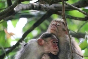 Dagstur till Saiwa Swamp National Park från Kitale
