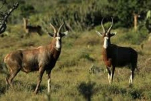 Dagstur till Saiwa Swamp National Park från Kitale