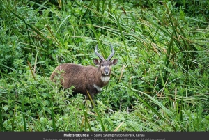Dagstur till Saiwa Swamp National Park från Kitale