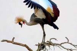 Dagstur till Saiwa Swamp National Park från Kitale