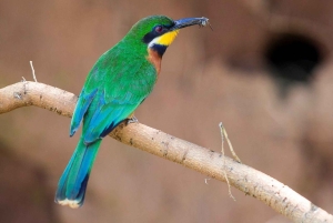 Dagstur till Saiwa Swamp National Park från Kitale