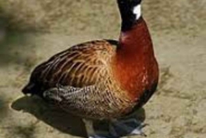 Dagstur till Saiwa Swamp National Park från Kitale