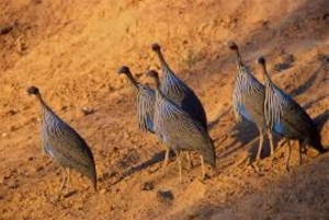Dagstur till Saiwa Swamp National Park från Kitale