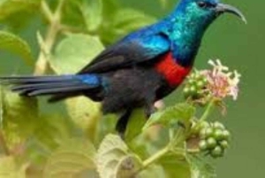 Dagstur till Saiwa Swamp National Park från Kitale