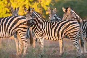 Dagstur till Saiwa Swamp National Park från Kitale