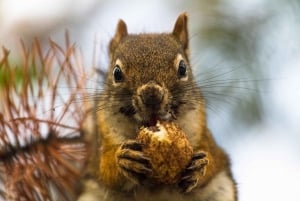 Однодневный тур в Восточный национальный парк Цаво из Малинди/Ватаму