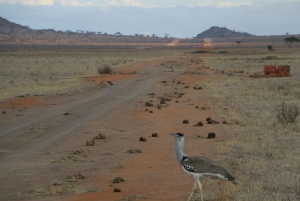 Однодневный тур в Восточный национальный парк Цаво из Малинди/Ватаму