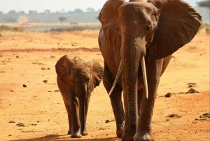 Dagstur til Tsavo East National Park fra Malindi/ Watamu