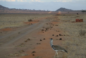 Dagstur til Tsavo East National Park fra Malindi/ Watamu