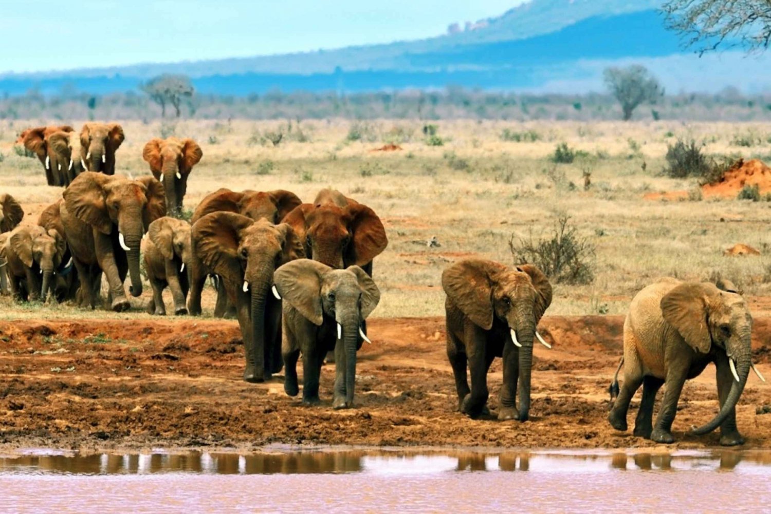 Day Tour To Tsavo East National Park From Malindi