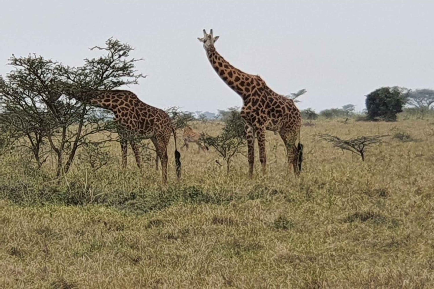 DAY TOUR TO TSAVO EAST NATIONAL PARK FROM MOMBASA/DIANI