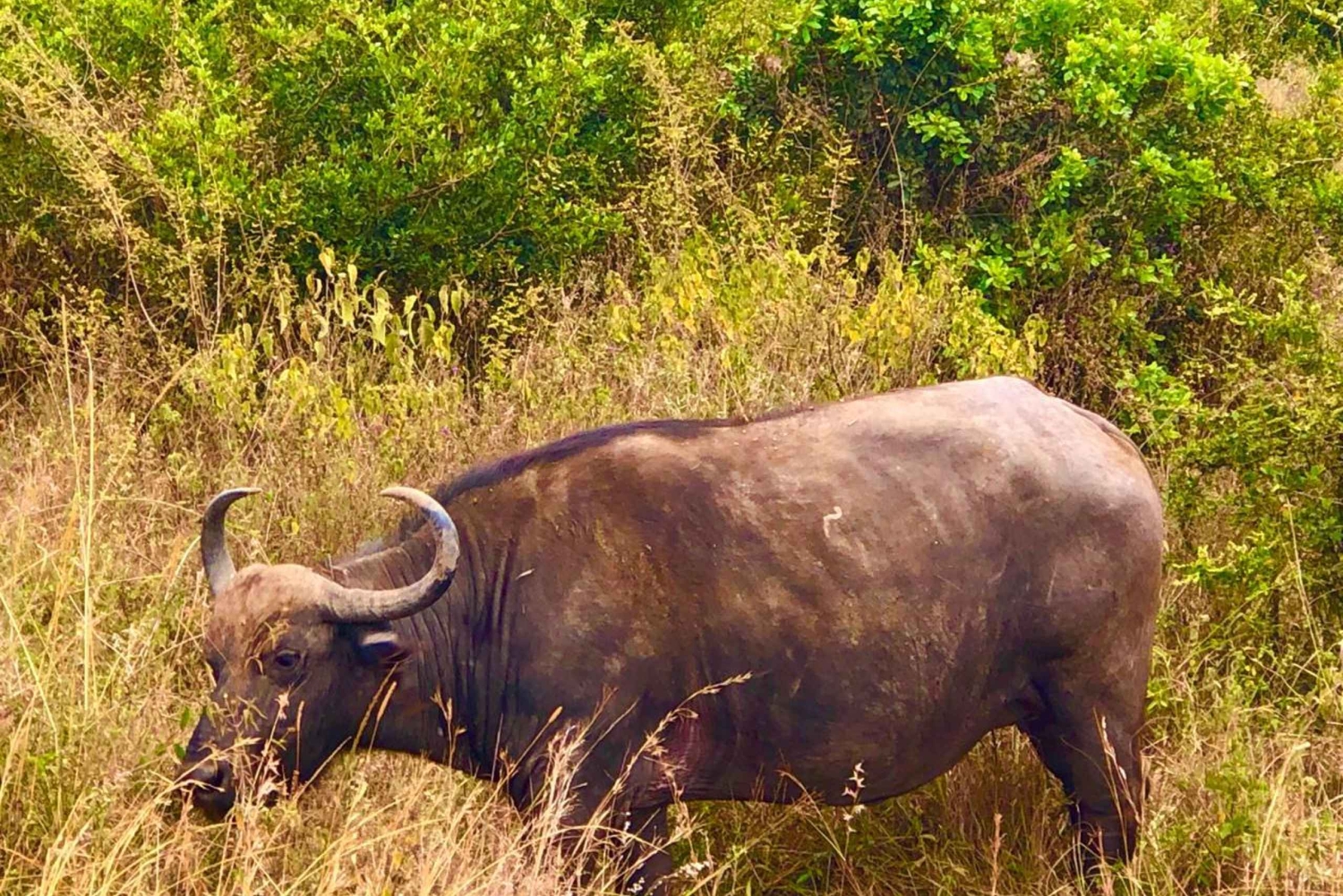 TAGESTOUR ZUM TSAVO-OST-NATIONALPARK VON MOMBASA/DIANI