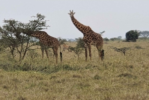 DAY TOUR TO TSAVO EAST NATIONAL PARK FROM MOMBASA/DIANI