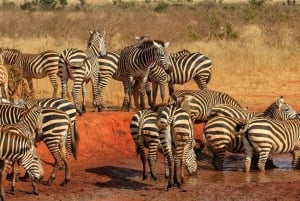 Day tour to Tsavo East National Park from Mombasa or Diani