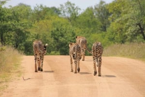 Day tour to Tsavo East National Park from Mombasa or Diani