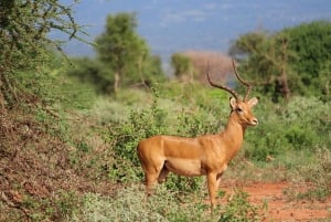 Day tour to Tsavo East National Park from Mombasa or Diani