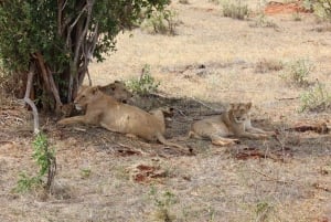 Day tour to Tsavo East National Park from Mombasa or Diani