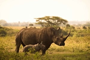 Day tour to Tsavo East National Park from Mombasa or Diani