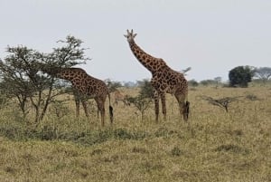 Päiväretki Tsavon itäiseen kansallispuistoon Mombasasta käsin