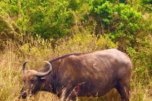 Excursão de um dia ao Parque Nacional Tsavo Leste saindo de Mombasa