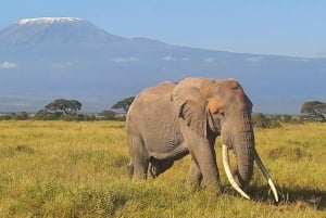 DAY TRIP AMBOSELI NATIONAL PARK FROM NAIROBI BUDGET SAFARI.