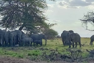 Escursione di un giorno al parco nazionale di amboseli da nairobi safari economici.