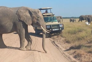 DAY TRIP AMBOSELI PARK FROM NAIROBI AND MASAI VILLAGE.