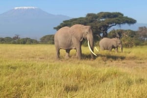 DAY TRIP AMBOSELI NATIONAL PARK FROM NAIROBI BUDGET SAFARI.