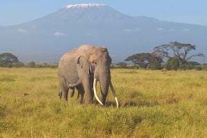 DAY TRIP AMBOSELI NATIONAL PARK FROM NAIROBI BUDGET SAFARI.