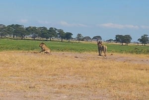 DAY TRIP AMBOSELI NATIONAL PARK FROM NAIROBI BUDGET SAFARI.