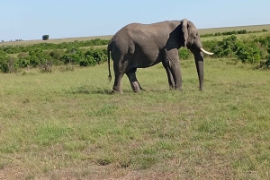 DAGSTUR AMBOSELI NASJONALPARK FRA NAIROBI BUDSJETT SAFARI