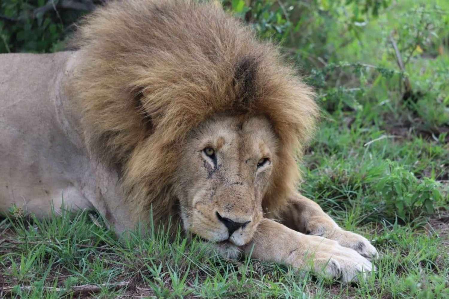 DAGSUTFLYKT AMBOSELI PARK SAFARI FRÅN NAIROBI OCH MASAI VILLAGE