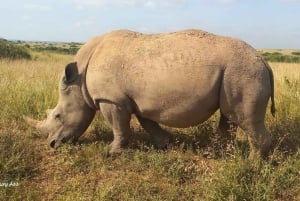 DAY TRIP AMBOSELI NATIONAL PARK FROM NAIROBI BUDGET SAFARI.