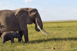 DAY TRIP AMBOSELI NATIONAL PARK FROM NAIROBI BUDGET SAFARI.