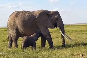 DAY TRIP AMBOSELI NATIONAL PARK FROM NAIROBI BUDGET SAFARI.