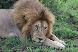 DAGSUTFLYKT AMBOSELI PARK SAFARI FRÅN NAIROBI OCH MASAI VILLAGE