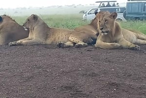DAGSUTFLYKT AMBOSELI PARK SAFARI FRÅN NAIROBI OCH MASAI VILLAGE
