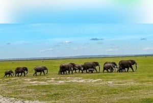 Nairobi : excursion d'une journée au parc national d'Amboseli et au village masaï