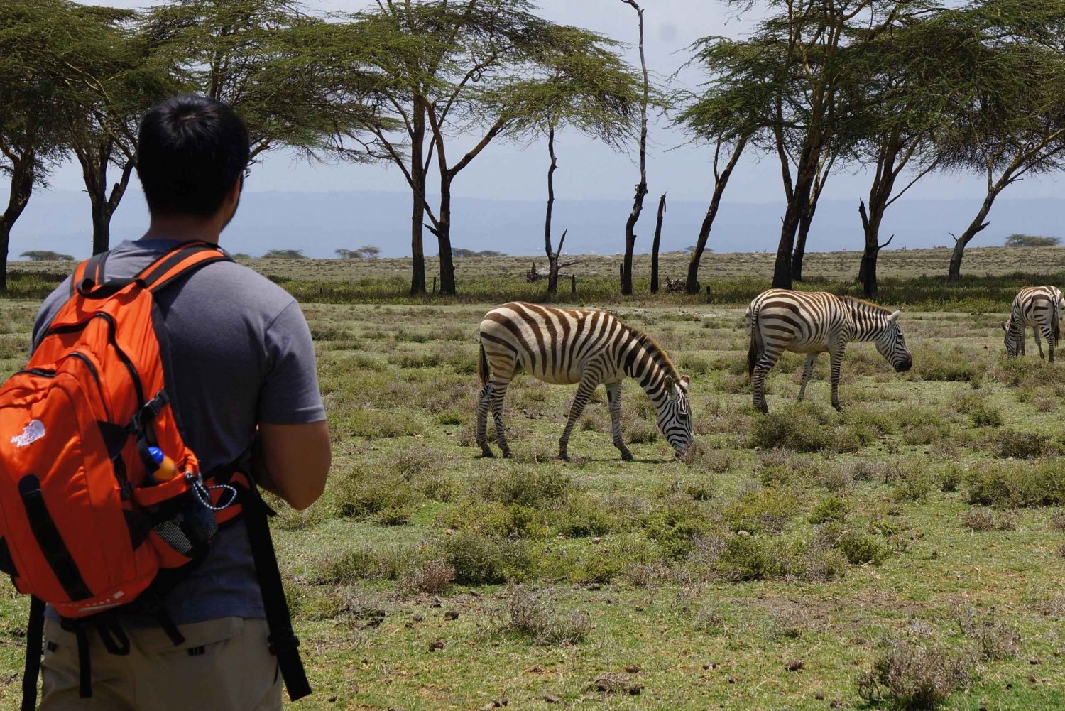 Escursione di un giorno: Crescent Island Walking Safari & Naivasha Boat Tour