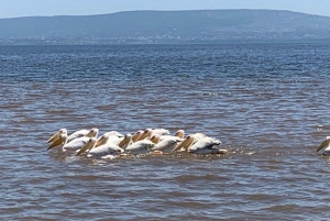 ナクル湖国立公園とナイバシャ湖への日帰りツアー