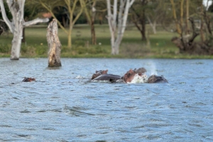 ナクル湖国立公園とナイバシャ湖への日帰りツアー