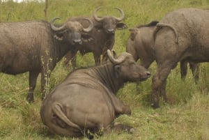 Excursion d'une journée : parc national du lac Nakuru et lac Naivasha