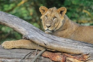 Excursion d'une journée : parc national du lac Nakuru et lac Naivasha