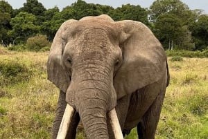 Excursion d'une journée : parc national du lac Nakuru et lac Naivasha