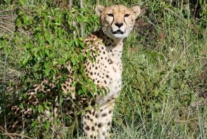 Excursion d'une journée : parc national du lac Nakuru et lac Naivasha