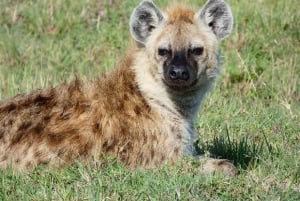 Excursion d'une journée : parc national du lac Nakuru et lac Naivasha