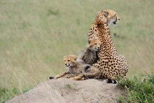 Excursion d'une journée : parc national du lac Nakuru et lac Naivasha