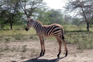 Excursion d'une journée : parc national du lac Nakuru et lac Naivasha