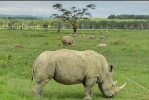 Excursion d'une journée : parc national du lac Nakuru et lac Naivasha